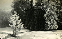  Zakopane- szron ; *Zakopane – the hoar frost<br />Dofinansowano ze srodków Ministerstwa Kultury i Dziedzictwa Narodowego i Starostwa Powiatowego w Bialymstoku.<br />