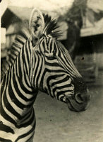 <p>Warszawa- ogród zoologiczny. Zebra ; *Warsaw – the zoo.<br />
Dofinansowano ze srodków Ministerstwa Kultury i Dziedzictwa Narodowego i Starostwa Powiatowego w Bialymstoku.</p>
