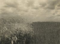<p>Łan zboża ; A field of crops</p>
