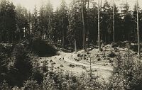<p>Droga leśna ; A forest path</p>
