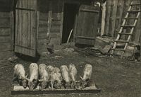 <p>Stado świnek ; The herd of pigs</p>
