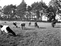Krowy na pastwisku. Okolice Podbrodzia. Ok. 1930 rok. *Cows on pasture. Podbrodzie around. Ca. 1930