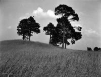 Krajobraz z sosnami. Ok. 1930 rok. *Landscape with pines. Ca. 1930