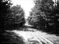 Droga leśna. Ok. 1930 rok. *Forest road. Ca. 1930