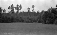 Łąka i las w okolicach Doktorc. Ok. 1955 rok *Meadow and forest in  vicinity from Doktorce. Ca. 1955