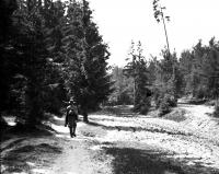 Droga leśna w okolicach Korkożyszek. Ok. 1930 rok *Forest road near Korkożyszki. Ca. 1930