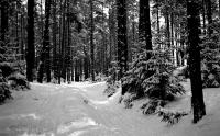 Zima w lesie. Okolice Podbrodzia. Ok. 1935 rok *Winter in  woods. Podbrodzie around. Ca. 1935