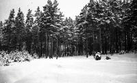 Zima w lesie. Okolice Podbrodzia. Ok. 1935 rok * Winter in  woods. Podbrodzie around. Ca. 1935