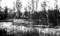 Jezioro w okolicach Podgrodzia. Ok. 1930 rok *Lake in  vicinity from Podbrodzie. Ca. 1930