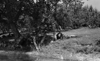  Wierzby nad wodą ; *Willow trees by the river<br />Dofinansowano ze srodków Ministerstwa Kultury i Dziedzictwa Narodowego i Starostwa Powiatowego w Bialymstoku.<br />