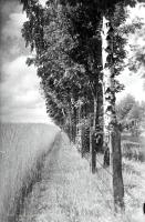 Rząd brzóz pejzaż. Ok. 1935 rok
A birch line – landscape. Circa 1935.