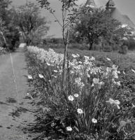 Ogród plebański w Łapach. Ok. 1935 rok. *Garden parsonic in Łapy. Ca. 1935