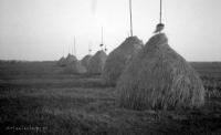 Stogi siana nad Narwią. Ok. 1930 rok *Stacks from hay on  Narew. Ca. 1930