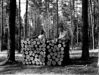 Układanie drewna. Ok. 1930 rok.  *Laying wood. Ca 1930