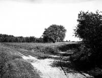 Droga do Barwiszy. Ok. 1930 rok. *Road to Barwisze. Ca. 1930