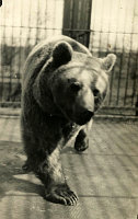 <p>Warszawa- ogród zoologiczny. Niedźwiedź</p>
