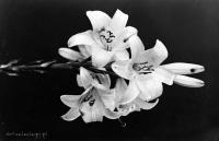  Kwiat lilii. Ok. 1943 rok , A lily flower. Circa 1943.
