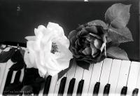  Róże na akordeonie. Ok. 1943 rok, Roses on the accordeon. Circa 1943.