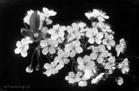 Gałąź kwitnąca. Ok. 1943 rok, A branch in flower. Circa 1943.