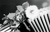  Róże na akordeonie. Ok. 1943 rok,  Roses on the accordeon. Circa 1943.