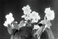  Kwiaty- martwa natura. Ok. 1943 rok, Flowers – still life. Circa 1943.