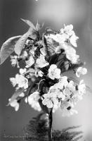   Kwitnąca gałązka wiśni. Ok. 1943 rok, Blossoming sour cherry tree ca 1943