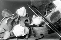   Skrzypce i róże. Ok. 1943 rok, violin and roses ca 1943