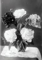   Piwonie w wazonie. Ok. 1943 rok, peonies in a vase ca 1943