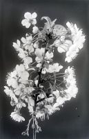  Kwiaty - martwa natura ; The flowers - still life<br />Dofinansowano ze srodków Ministerstwa Kultury i Dziedzictwa Narodowego i Starostwa Powiatowego w Bialymstoku.<br />