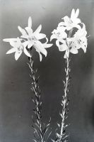  Martwa natura - lilie ogrodowe ; Still life - Two lilies<br />Dofinansowano ze srodków Ministerstwa Kultury i Dziedzictwa Narodowego i Starostwa Powiatowego w Bialymstoku.<br />