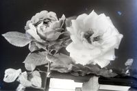  Róże - martwa natura ; The roses - still life<br />Dofinansowano ze srodków Ministerstwa Kultury i Dziedzictwa Narodowego i Starostwa Powiatowego w Bialymstoku.<br />