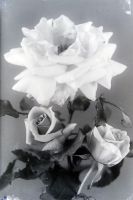  Bukiet róż ; A bunch of flowers<br />Dofinansowano ze srodków Ministerstwa Kultury i Dziedzictwa Narodowego i Starostwa Powiatowego w Bialymstoku.<br />