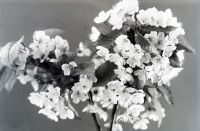  Gałązka kwiatów czereśni ; A branch of the sweet cherry tree blossom<br />Dofinansowano ze srodków Ministerstwa Kultury i Dziedzictwa Narodowego i Starostwa Powiatowego w Bialymstoku.<br />