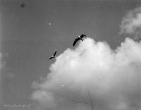 Ptaki w chmurach. Ok. 1934 rok.  *Birds in  sky. Ca. 1934 .
