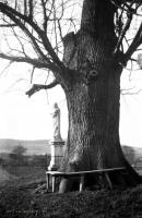 Figurka NMP przy starym dębie. 193O rok.  *Figurine from Virgin Mary by  old oak tree. 193O year.