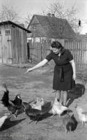 Karmienie kur. Ok. 1950 rok *Feeding chickens. Ca. 1950