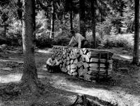  W lesie niedaleko Korkożyszek.  Ok. 1930 rok.  *In  woods near  Korkożyszek. Ca 1930