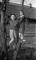 Dzieci na drzewie. Ok. 1950 rok *Children on  tree. Ca. 1950