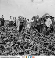 Oglądają plantację buraków  **Observing a beetroot plantation - sk302<br />Dofinansowano ze środków Ministra Kultury i Dziedzictwa Narodowego, Starostwa Powiatowego w Białymstoku, Urzędu Miejskiego w Łapach, Gminy Sokoły<br />