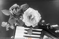 Róże i akordeon;  *Roses and accordion **6822<br />