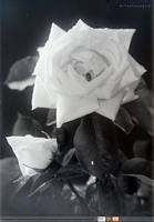 Róża - martwa natura;  *Rose - still life **6825<br />