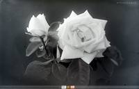 Kwiat róży;  *Rose flower **6920<br />