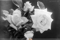 Róże;  *Roses **7155<br />