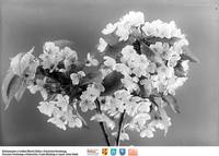 Gałąź kwitnąca** Blooming twig  -7819<br />Dofinansowano ze środków Ministra Kultury i Dziedzictwa Narodowego, Starostwa Powiatowego w Białymstoku, Urzędu Miejskiego w Łapach, Gminy Sokoły<br />