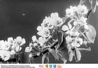 Kwitnąca gałązka** Blooming twig  -8749<br />Dofinansowano ze środków Ministra Kultury i Dziedzictwa Narodowego, Starostwa Powiatowego w Białymstoku, Urzędu Miejskiego w Łapach, Gminy Sokoły<br />